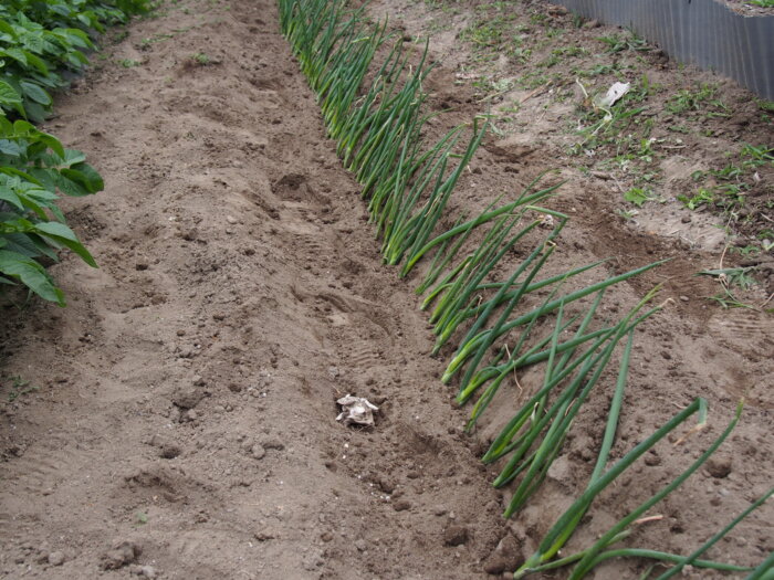 定植したネギの写真です。